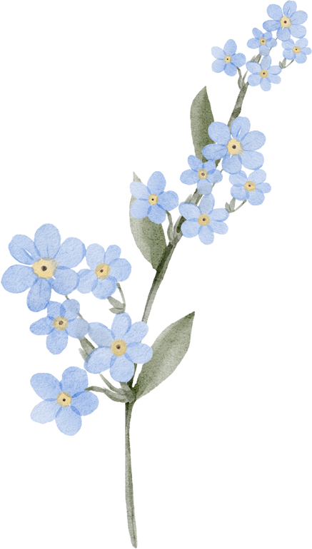 Blueish Forget Me Not Flower